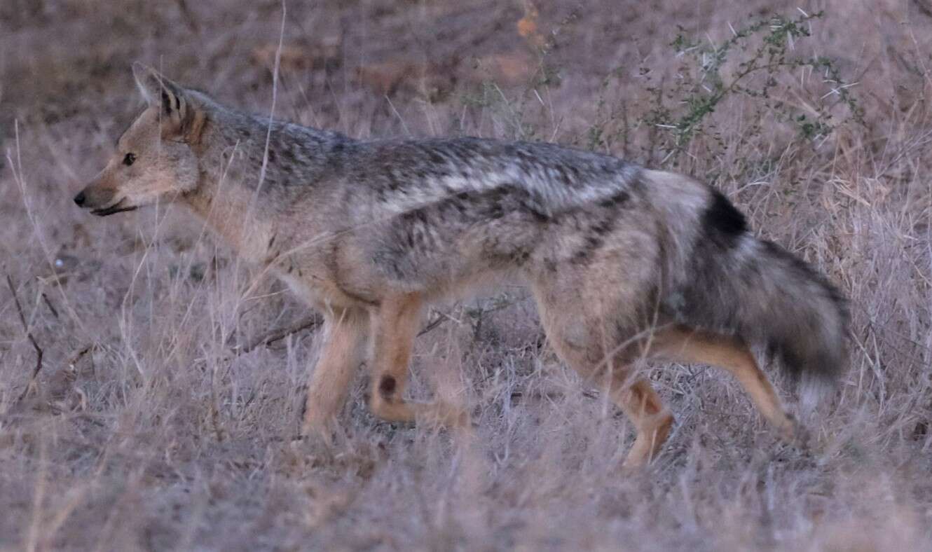 Image of Side-striped Jackal