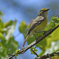 Слика од Vireo griseus (Boddaert 1783)