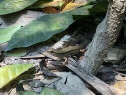 Image of Shanghai Elegant Skink