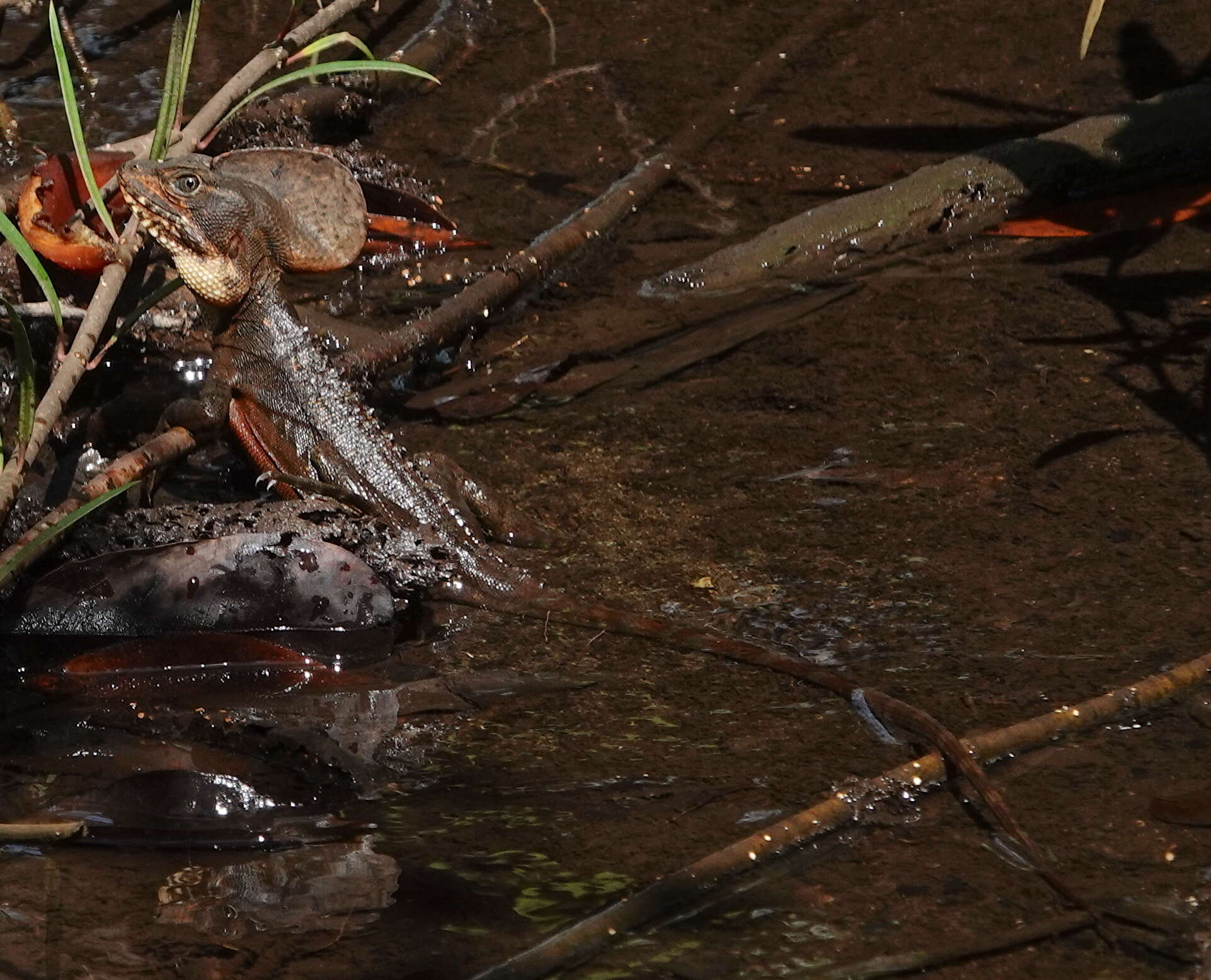 Image of Western basilisk