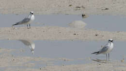 Image of Gull-billed Terns