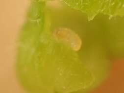 Image of Lasiopteridi