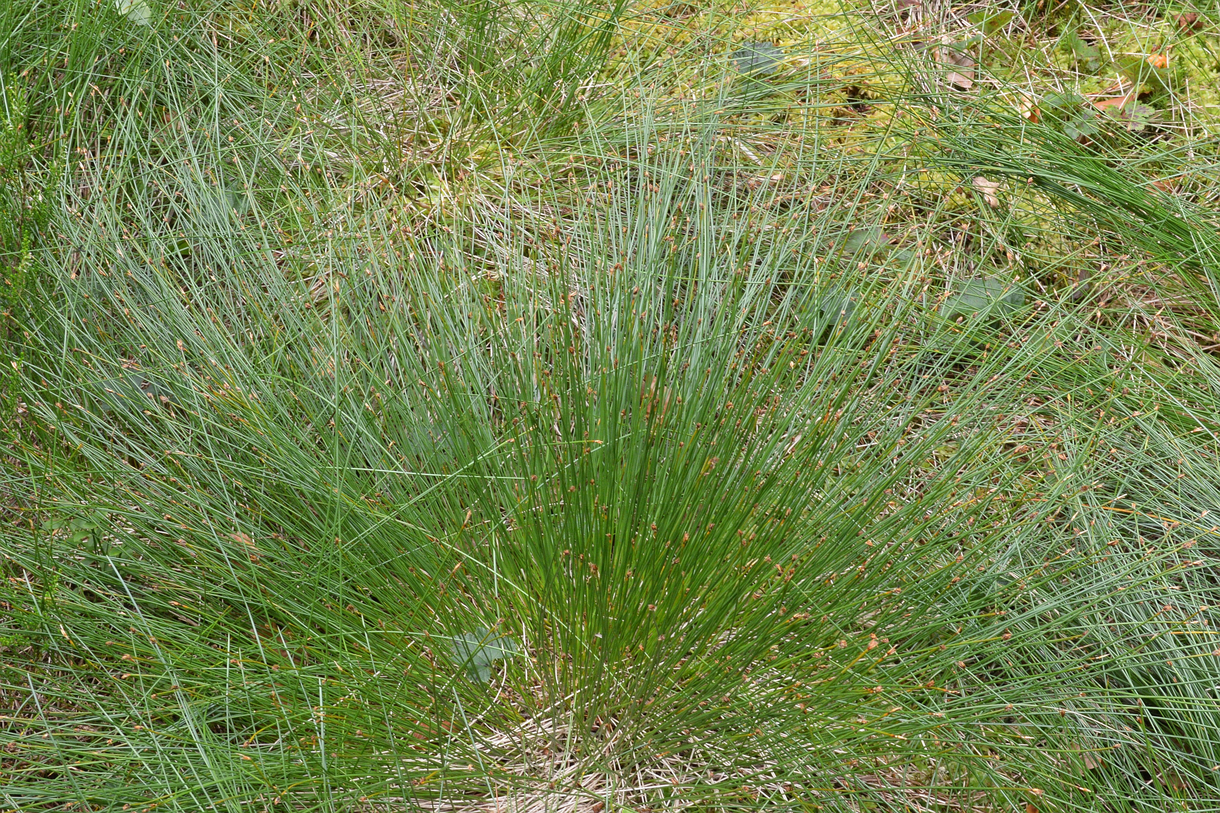 Image of Deergrass