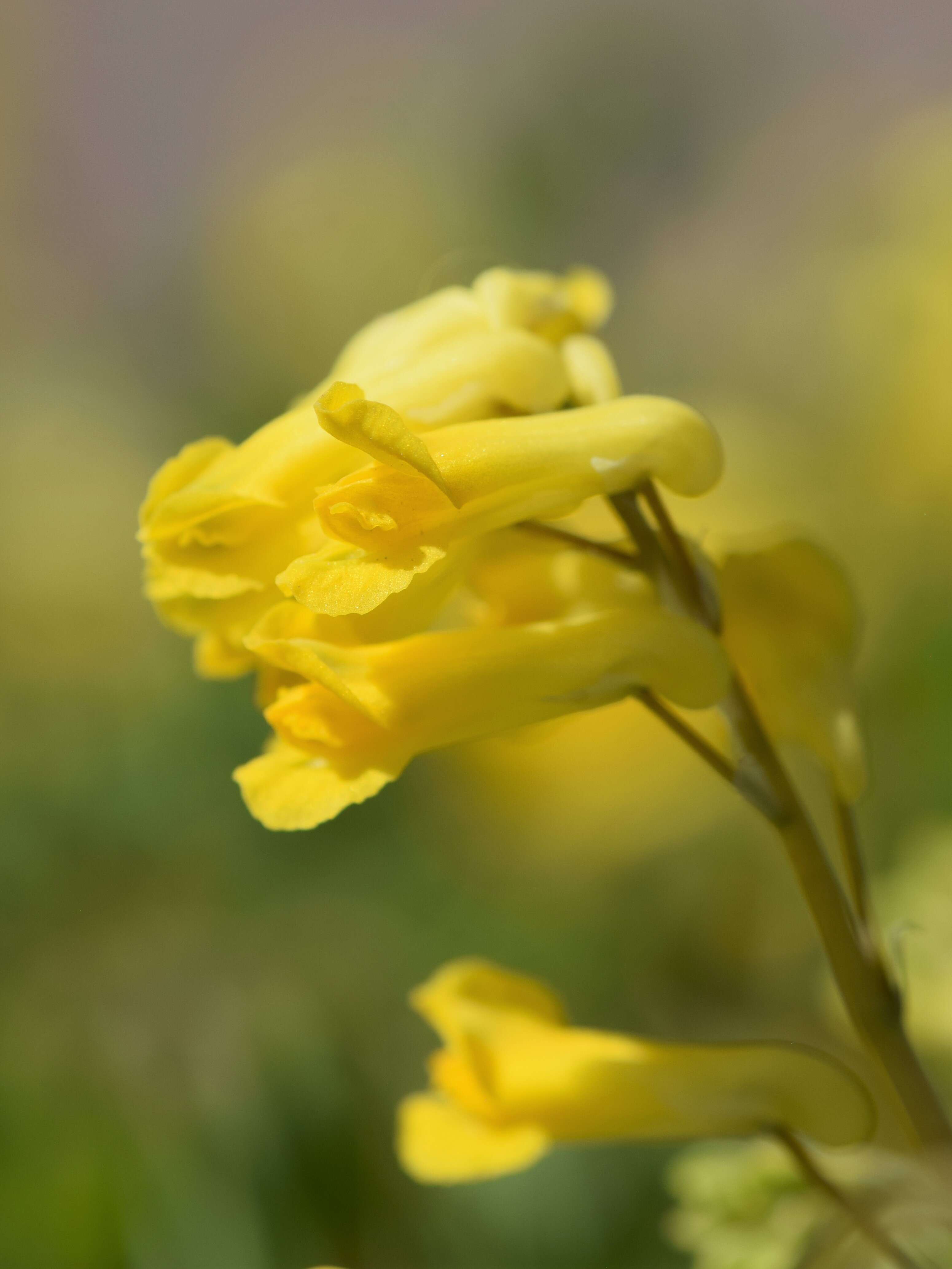 Image of yellow corydalis