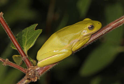 Image of American Green Treefrog