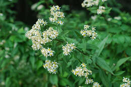 Imagem de Doellingeria umbellata (Mill.) Nees