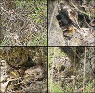 Image of Adder