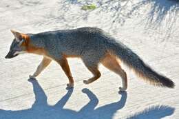 Image of Grey Foxes