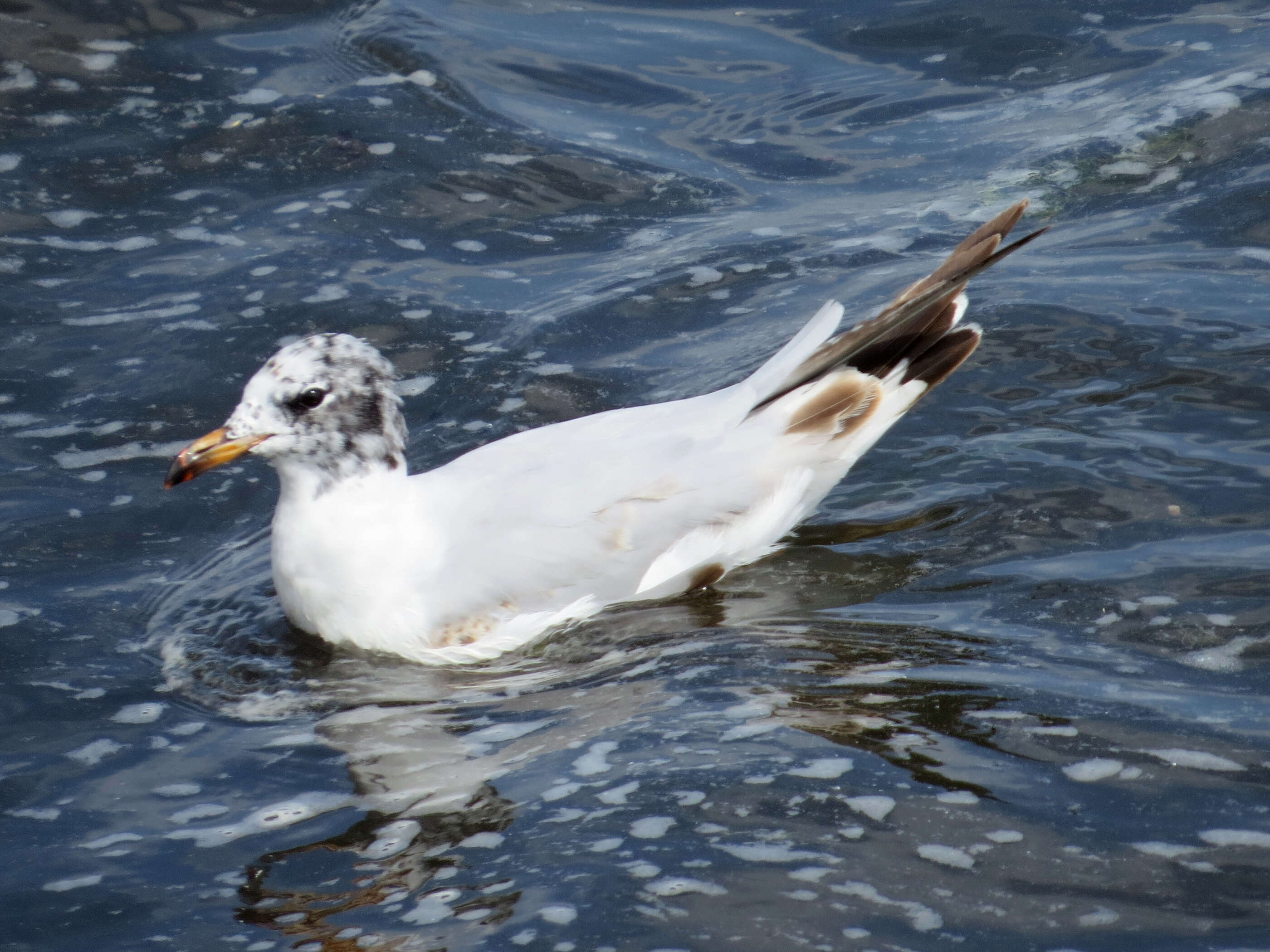 Image of Mediterranean Gull