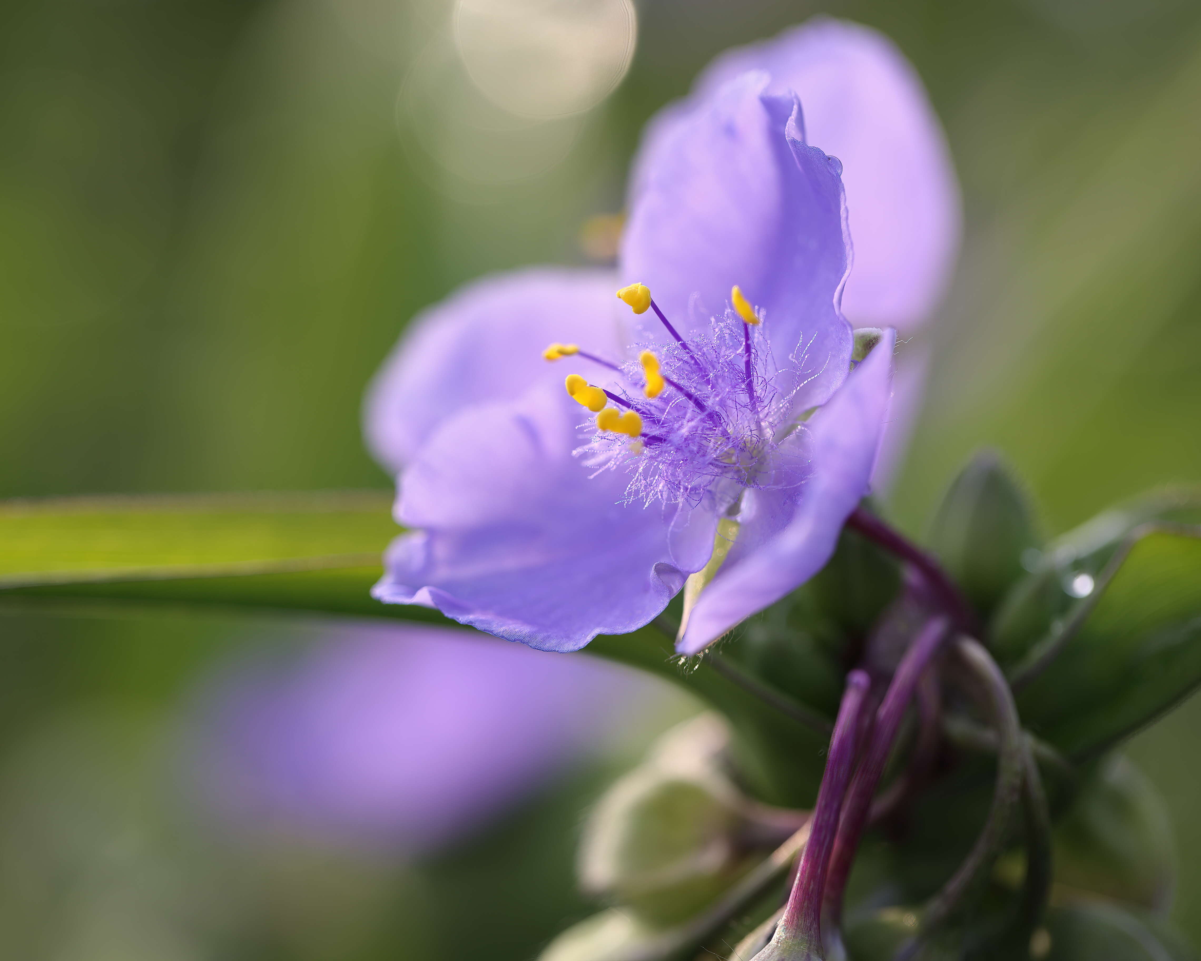 Слика од Tradescantia ohiensis Raf.