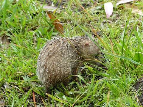 Image of Common Tenrec