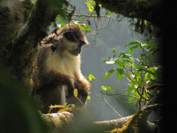 Image of Pennant's red colobus