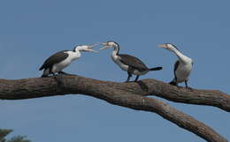 Image of Australian Pied Cormorant