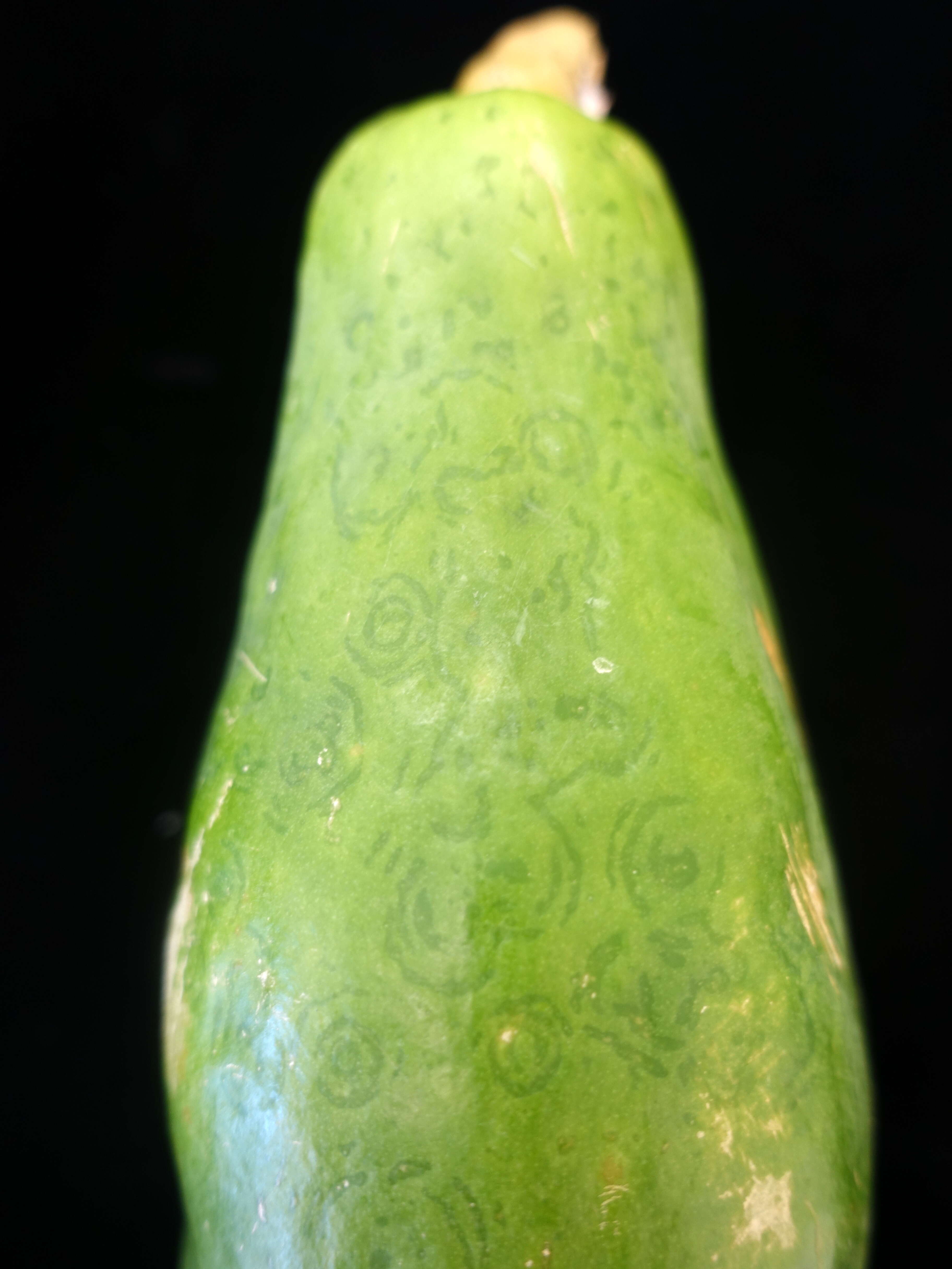 Image of Papaya ringspot virus