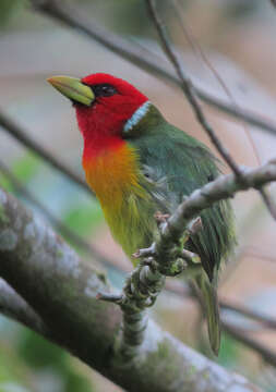 Image of Red-headed Barbet