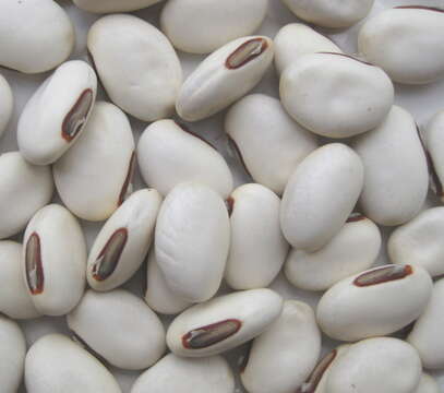 Image of wonderbean