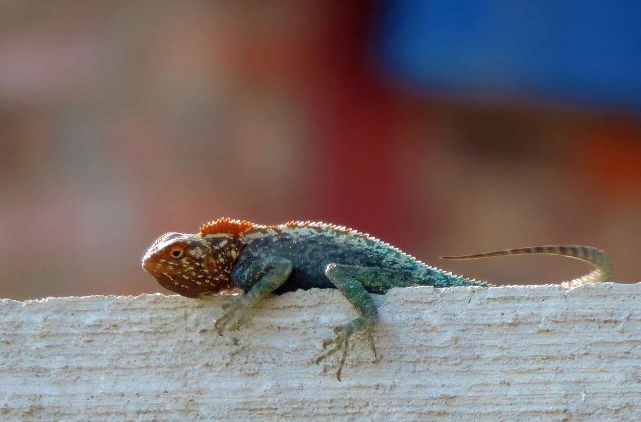 Image of Kirk's Rock Agama