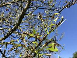 Image of American Sweetgum