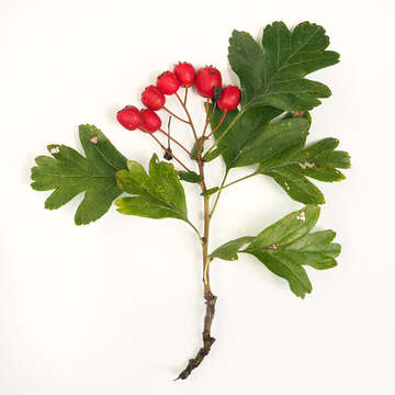 Image of Common Hawthorn