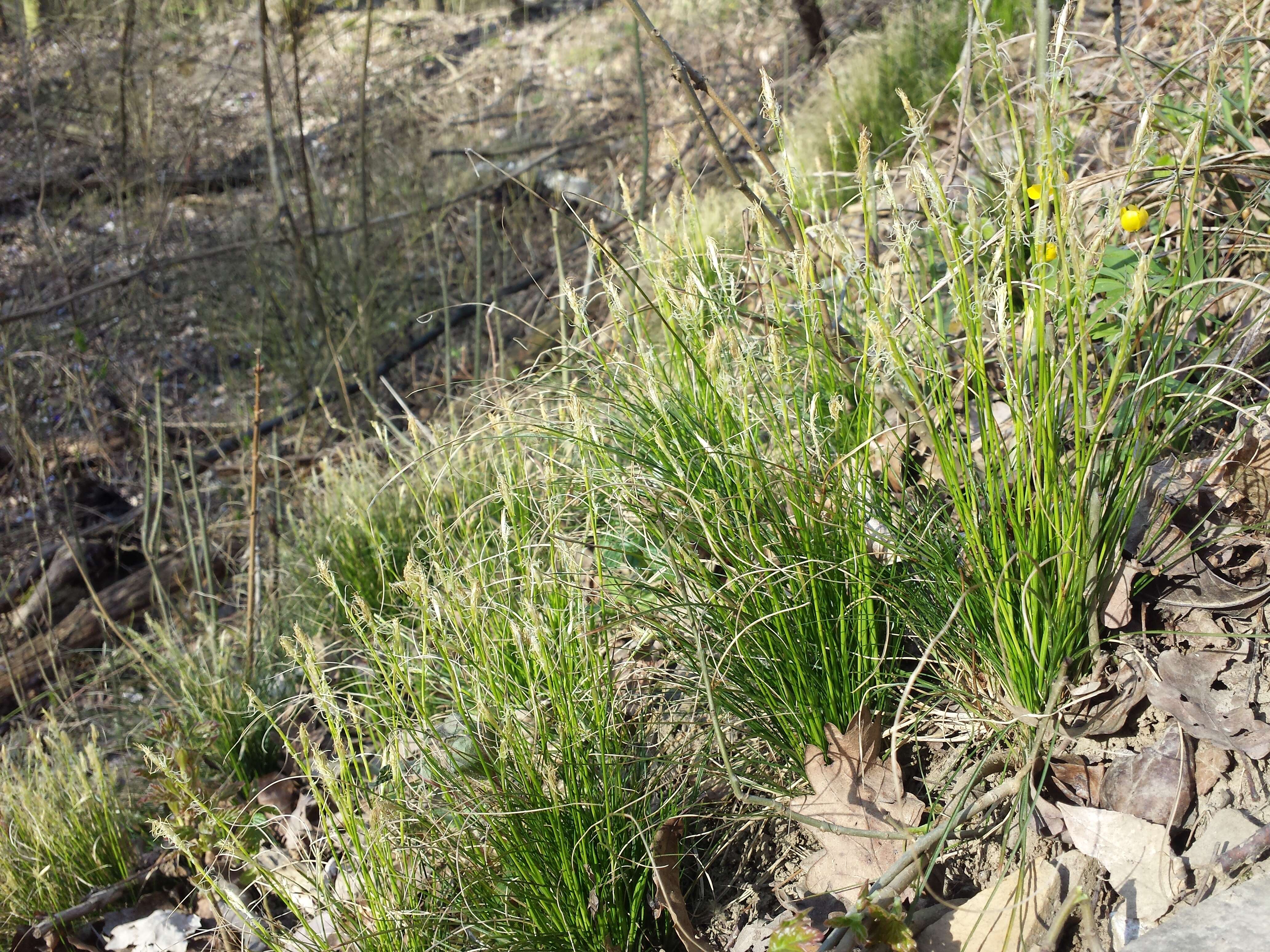 Image de Carex alba Scop.