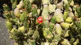 Image of cane cactus