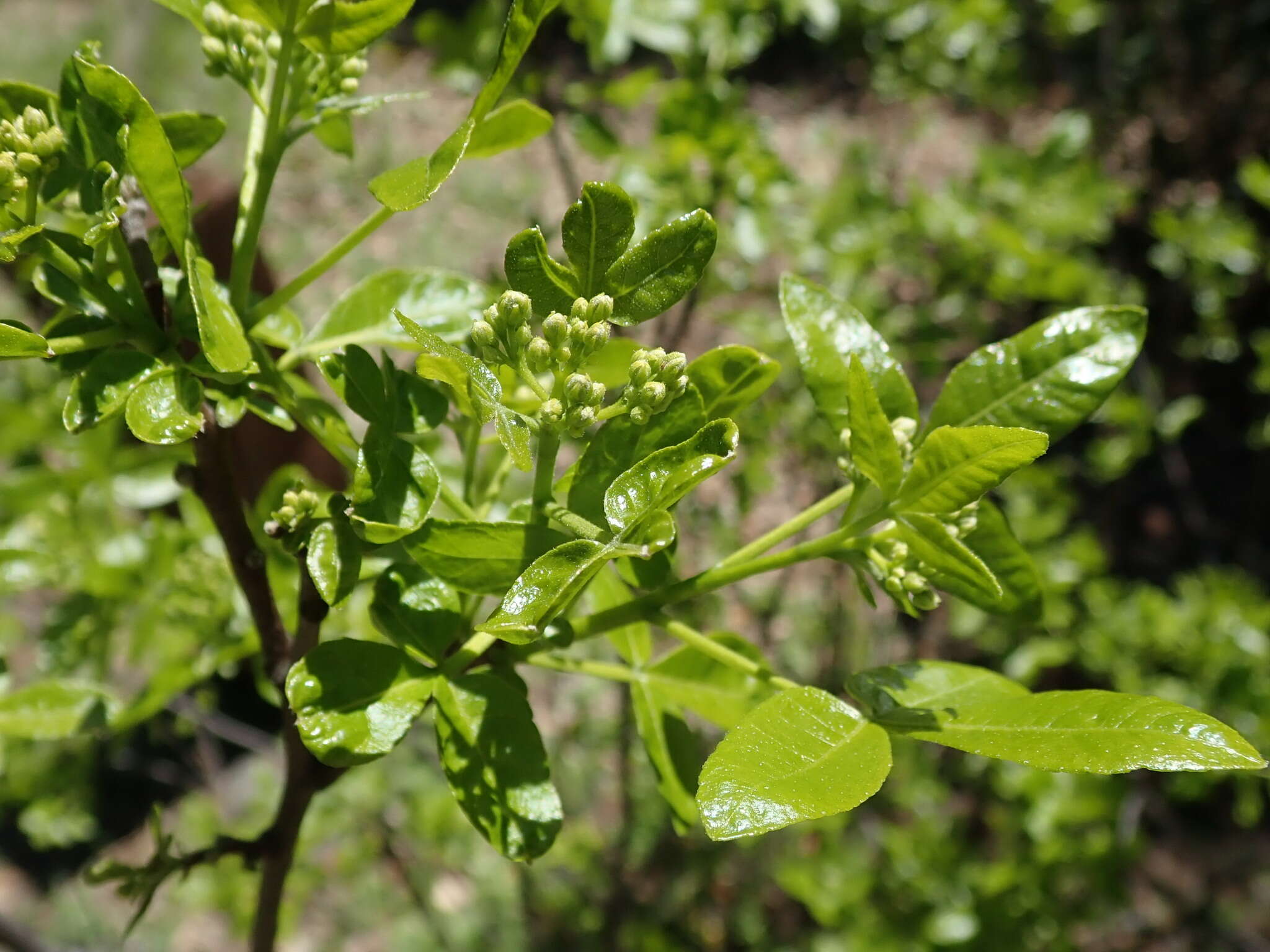 Image de Ptelea crenulata Greene