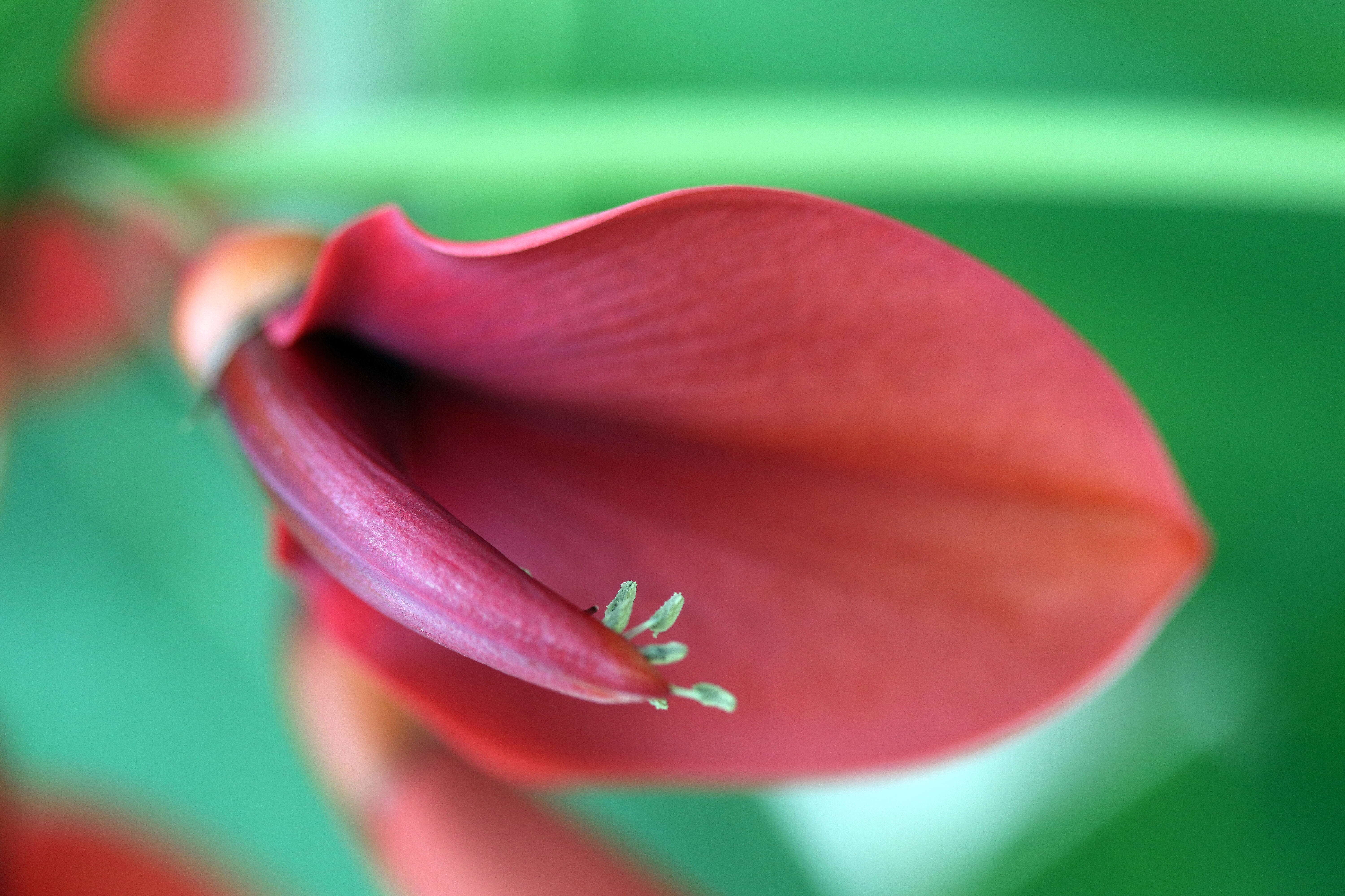 Слика од Erythrina crista-galli L.