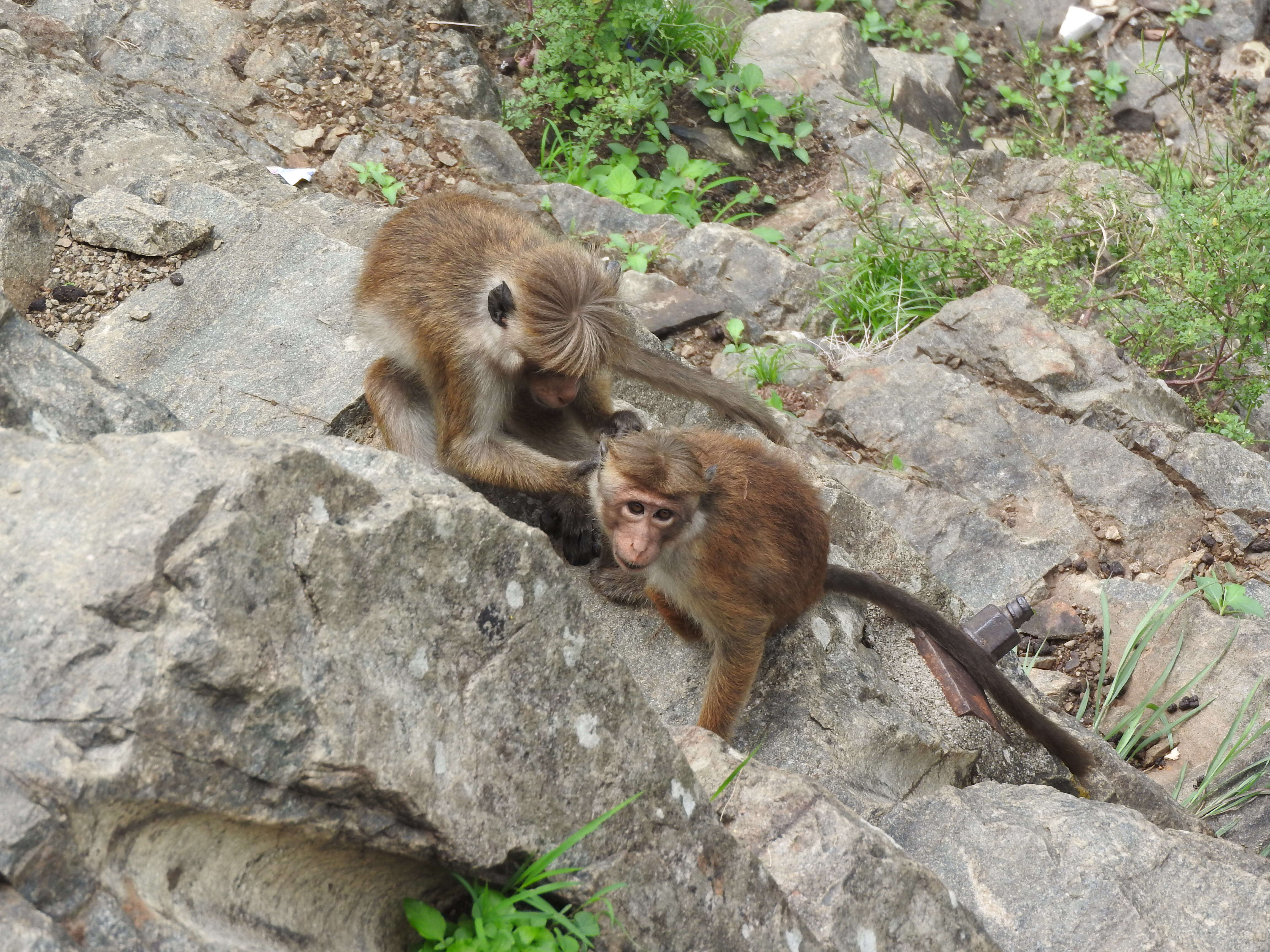 Image of Toque macaque