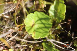 Image of Marsh Pennywort