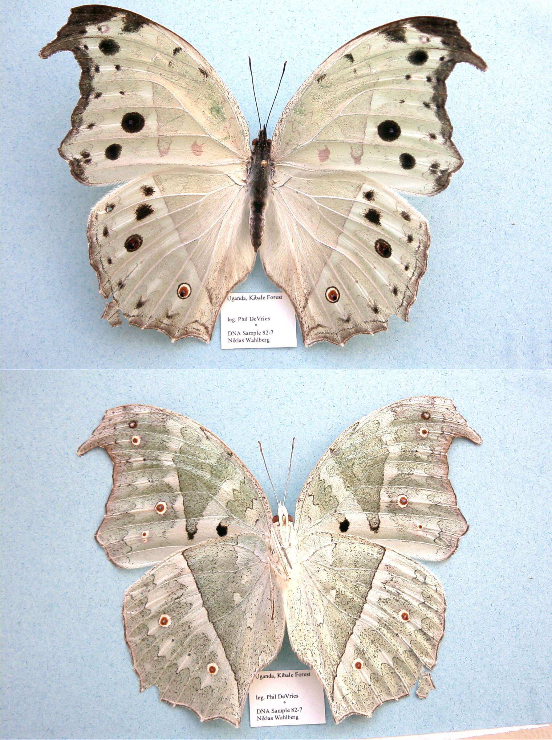 Image of Protogoniomorpha parhassus