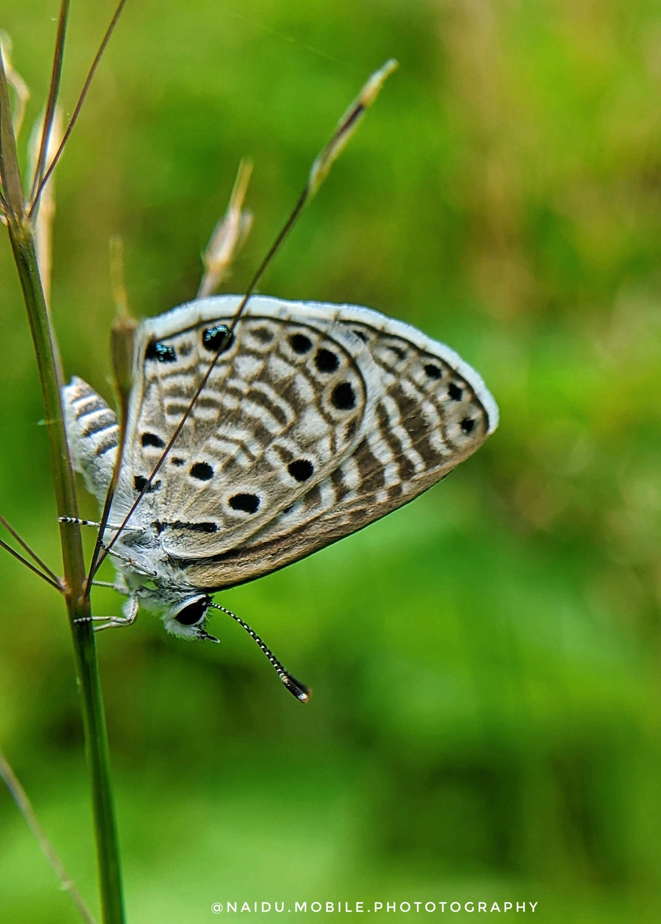 Image of African babul blue