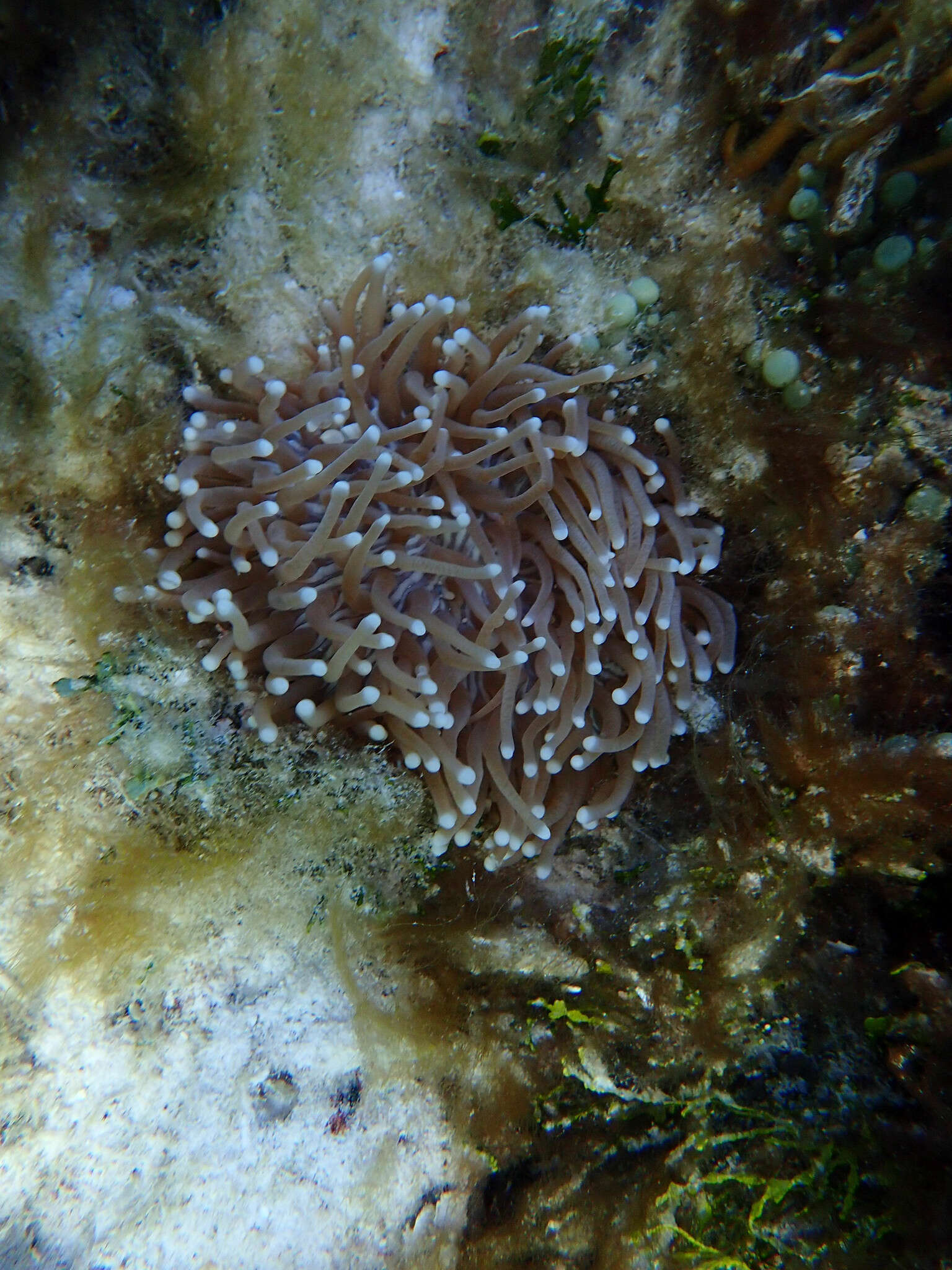 Image of Mushroom coral