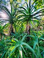 Image of candelabra aloe