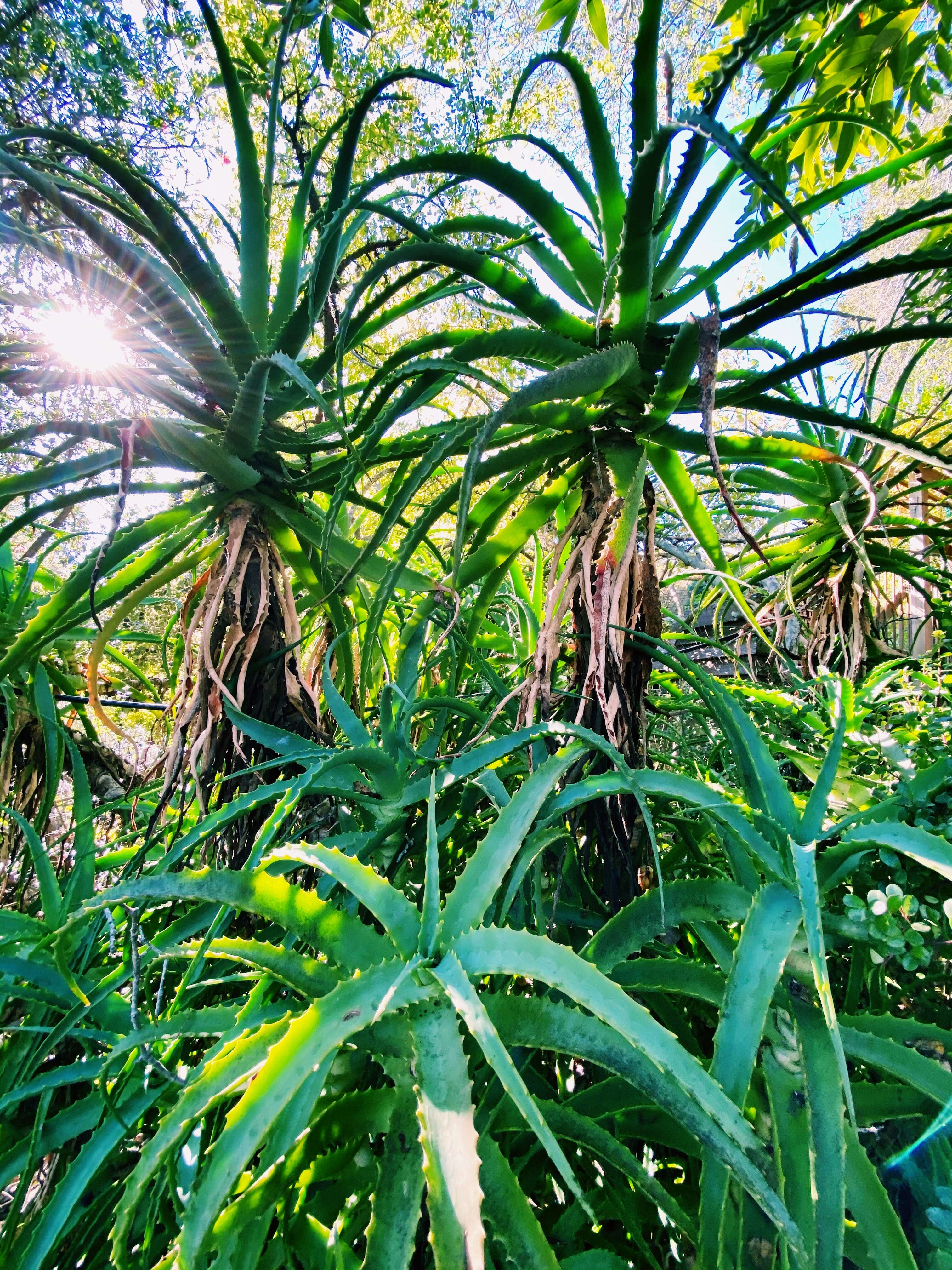 Image of candelabra aloe