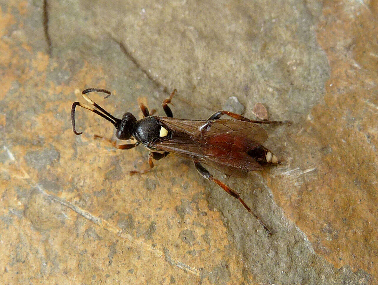 Image of Ichneumon