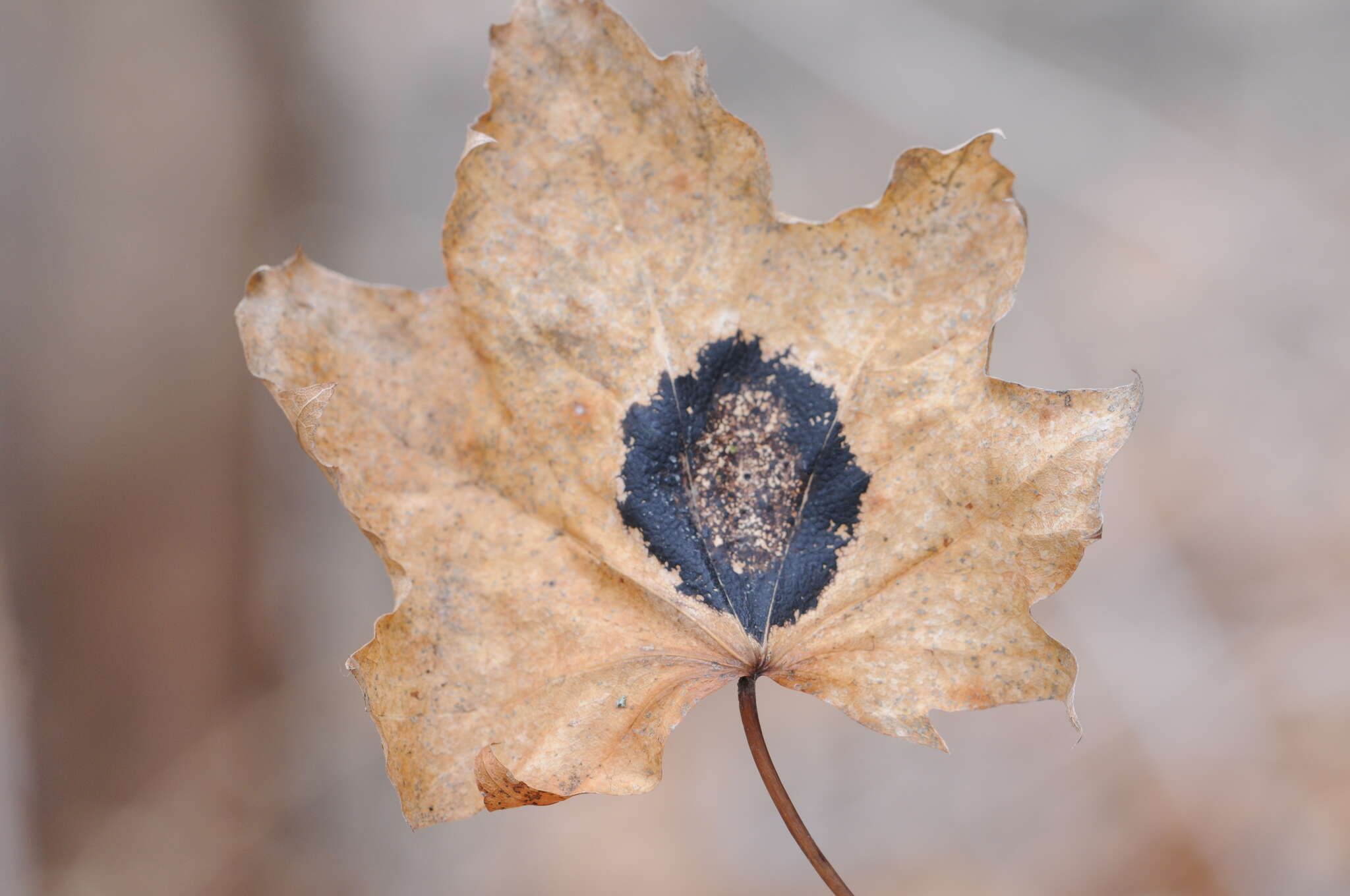 Image of European tar spot