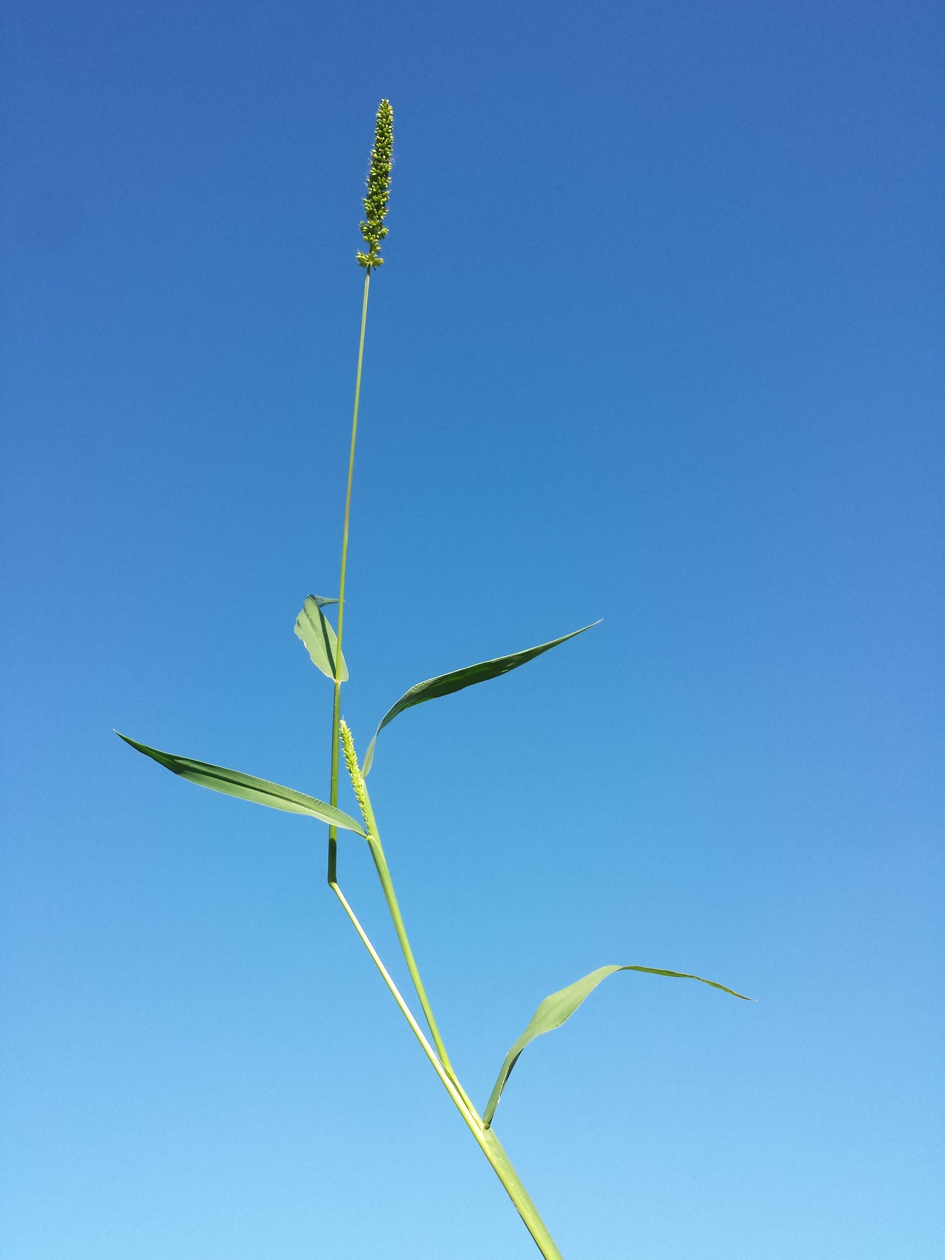 Image de sétaire verticillée