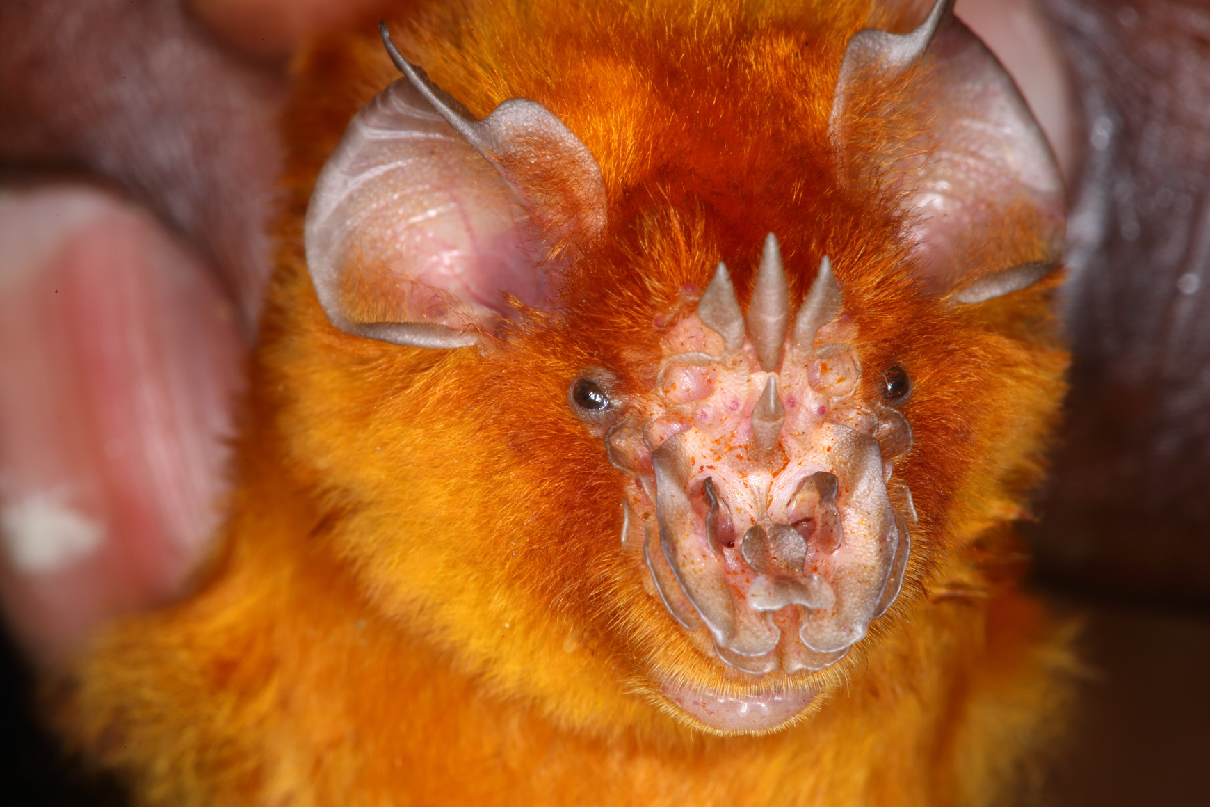 Image of African Trident Bat