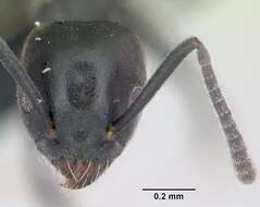 Image of Ant