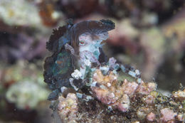 Image of Decorator crab