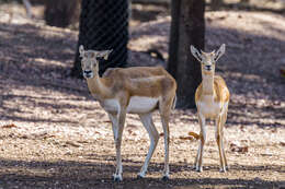 Image of Blackbuck