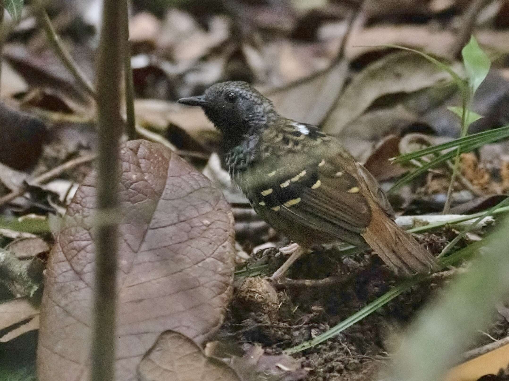 Image of Scalloped Antbird