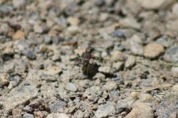 Image of Cicindela (Cicindela) limbalis Klug 1834