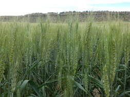 Imagem de Triticum aestivum L.