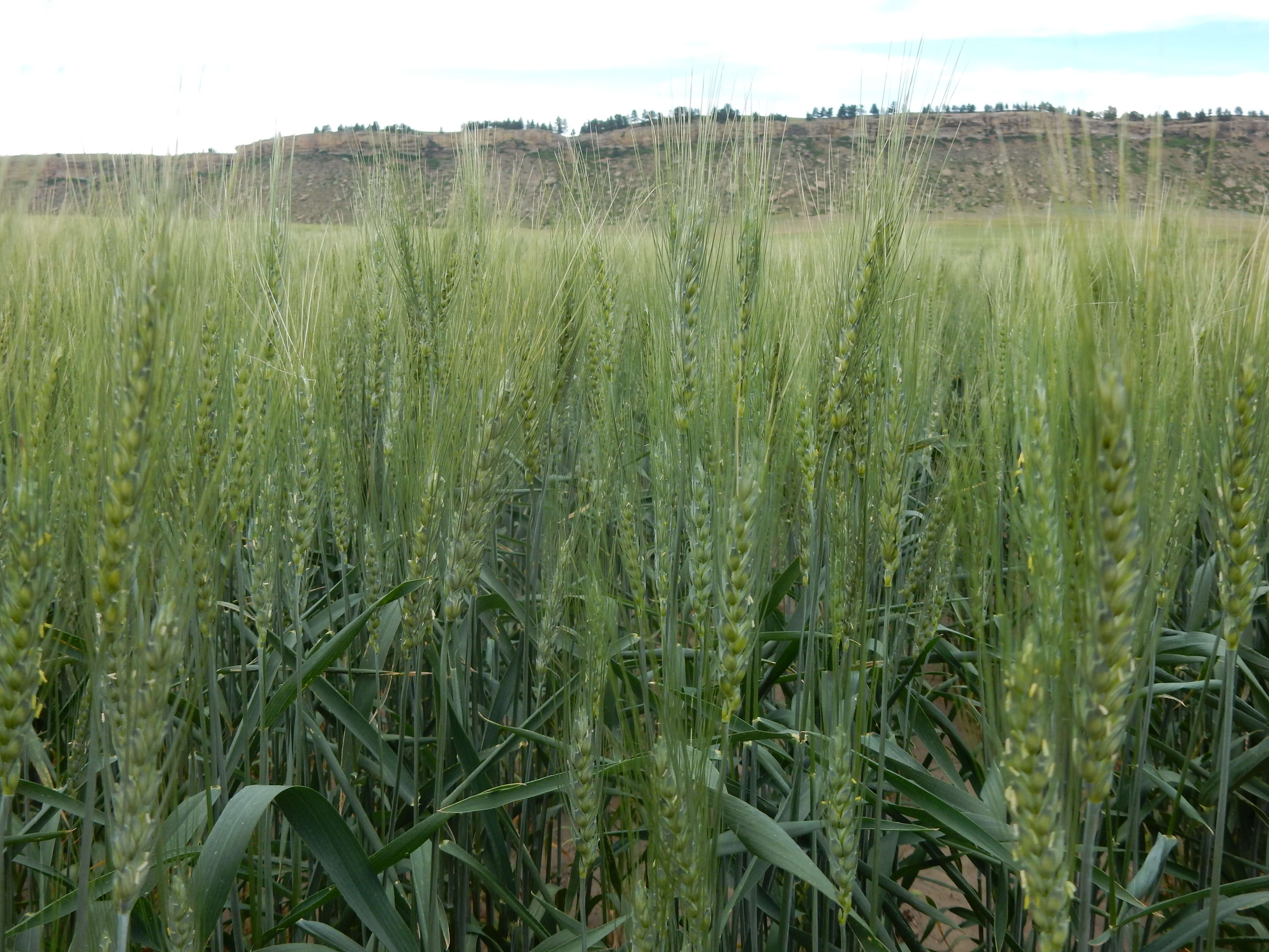 Imagem de Triticum aestivum L.