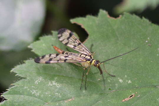 Image of Panorpa germanica Linnaeus 1758