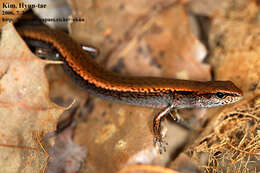 Image of Tsushima Ground Skink