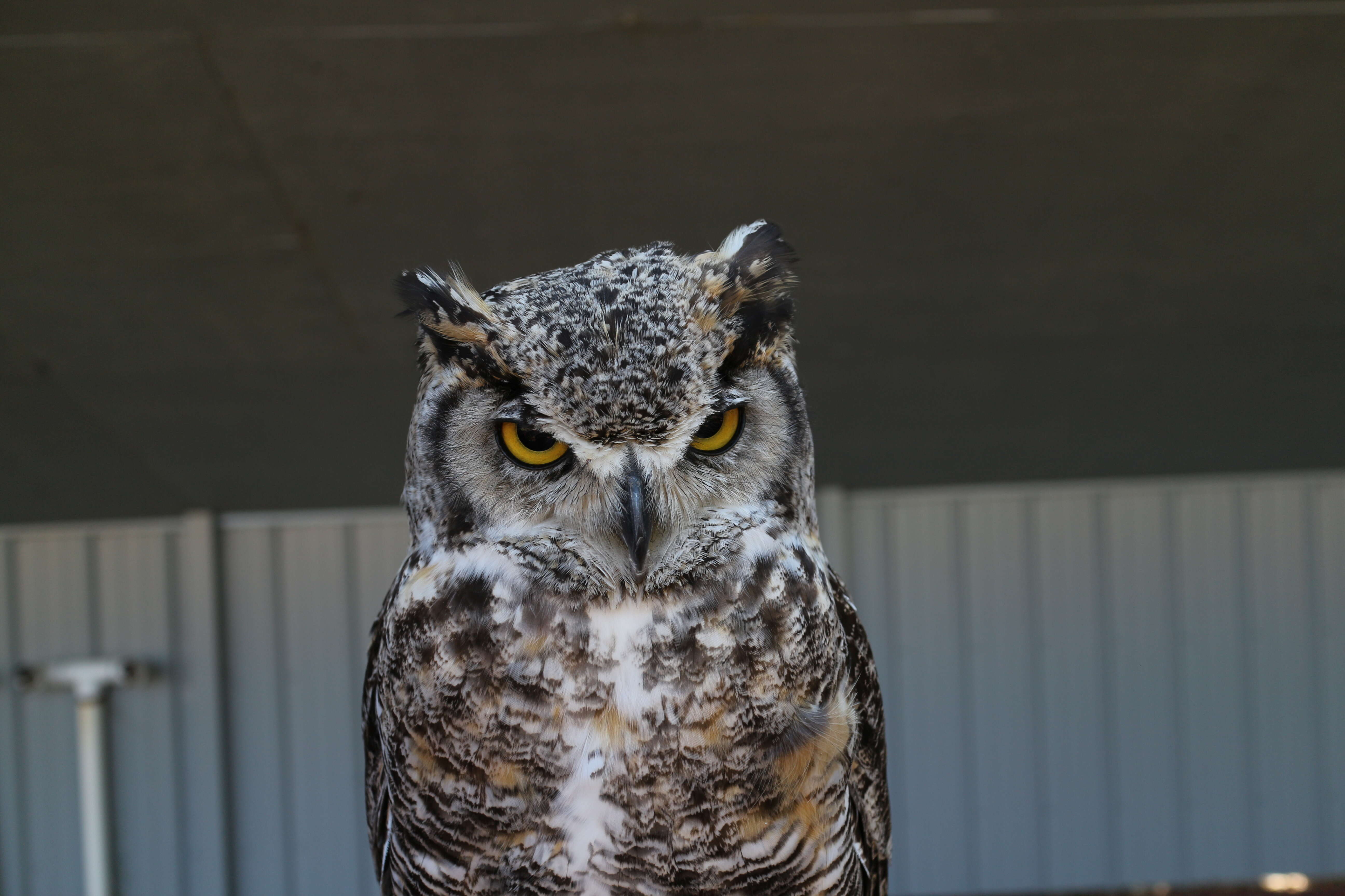 Image of Great Horned Owl