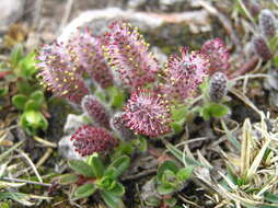 Image of Salix alpina Scop.