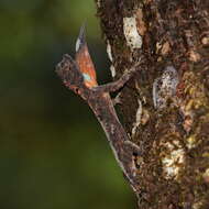 Image of Asian Gliding Lizard